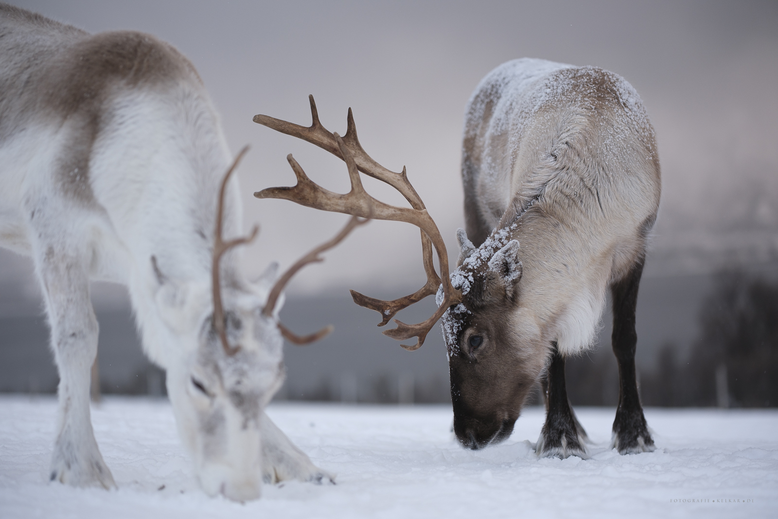 Tromso 260213_141147